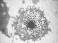 image of a giant virus
