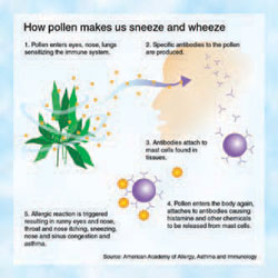How Pollen makes us sneeze and wheeze