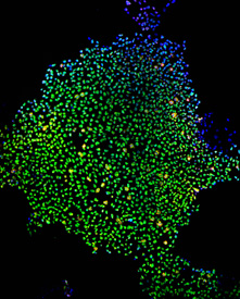 Image display of induced stem cells from adult skin 02.