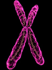 image of  a chromosome 