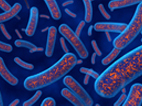 image of illustration of bacteria  