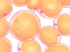 image of illustration of fat cells   