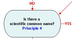 Flow Chart Section 8: Is there a scientific common name? (Principle 4). If yes, proceed to Section 9; if no, proceed to Section 11.