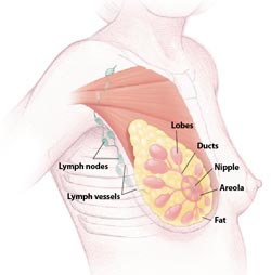 The lobes and ducts of the breast, and nearby lymph nodes (above) are areas that cancer can attack