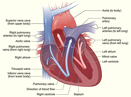 The illustration shows a cross-section of a healthy heart and its inside structures. The blue arrow shows the direction in which oxygen-poor blood flows from the body to the lungs. The red arrow shows the direction in which oxygen-rich blood flows from the lungs to the rest of the body.