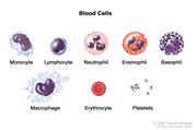 Blood cells; drawing shows six types of white blood cells (monocytes, lymphocytes, neutrophils, eosinophils, basophils, and macrophages), a red blood cell (erythrocyte), and platelets.