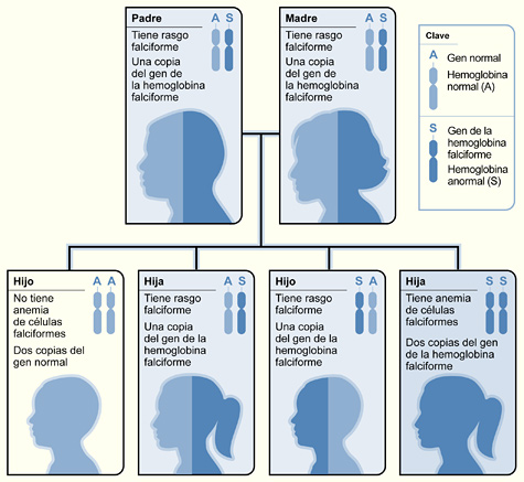 La ilustración muestra cómo se heredan los genes de la anemia de células falciformes. Una persona hereda dos copias del gen de la hemoglobina: una del padre y otra de la madre. Un gen normal producirá hemoglobina normal (hemoglobina A). Un gen anormal (el gen de la anemia de células falciformes) producirá hemoglobina anormal (hemoglobina S). Cuando tanto el padre como la madre tienen un gen normal y uno anormal, cada uno de sus hijos tiene un riesgo del 25 por ciento de heredar dos genes normales; un riesgo del 50 por ciento de heredar un gen normal y uno anormal; y un riesgo del 25 por ciento de heredar dos genes anormales.