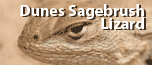 Dunes Sagebrush Lizard