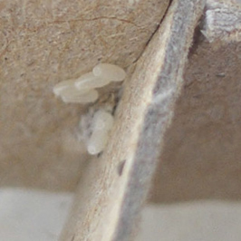 Close up of eggs on cardboard
