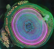 Photo of a metabolomic eye of a mouse.