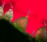 Microscopic image of trichomes on immature cucumber skin.