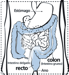 Diagrama del colon y recto
