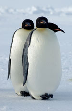 Photo of emperor penguins in Antarctica.