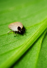 Tick on a leaf