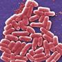 E. coli Infection