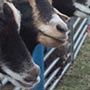 Girl feeding goats