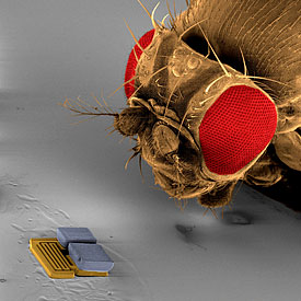 microrobot and the head of a fruit fly