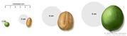 Tumor size compared to everyday objects; shows various measurements of a tumor compared to a pea, peanut, walnut, and lime