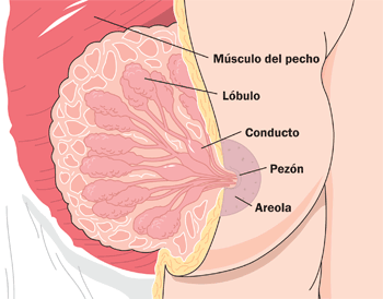 diagrama de un seno con los detalles del lóbulo, la aréola, conducto lactifero, y los lóbulos