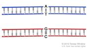 DNA base pair; drawing shows double-stranded DNA with bonds between two pairs of  nitrogen-containing bases [adenine (A) and thymine (T), and cytosine (C) and guanine (G)].