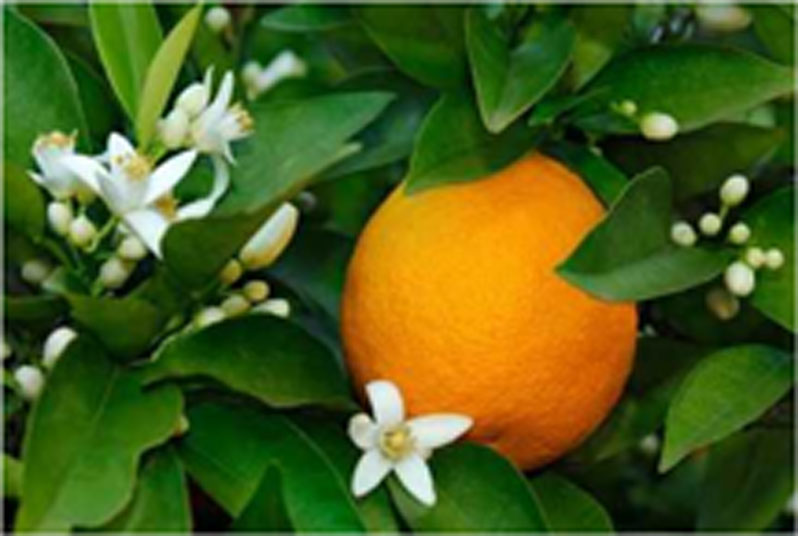 image of orange tree
