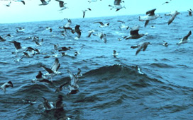 Flock of Seagulls at sea (Commander John Bortniak, NOAA Corps)