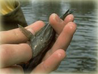 Photo of field biologist holding a small fish (Photo by Ohio EPA)