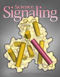 The cover of SCIENCE SIGNALING magazine [Image: Chris Bickel/AAAS, adapted from Nicholas Woods and Alvaro Monteiro, Moffitt Cancer Center, Tampa, FL]