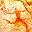 [PHOTOGRAPH] San rock art from a cave in the Soutpansberg mountain range, South Africa.
[Image courtesy of Dr. Carina Schlebusch]