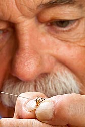 Peter Teal del ARS aplica metopreno a un macho adulto de la mosca caribeña de la fruta. Enlace a la información en inglés sobre la foto