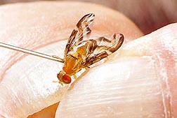 Foto en primer plano de una mosca caribeña de la fruta recibiendo una aplicación de metopreno. Enlace a la información en inglés sobre la foto