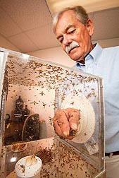Peter Teal colecta los machos esterilizados de la mosca caribeña de la fruta. Enlace a la información en inglés sobre la foto