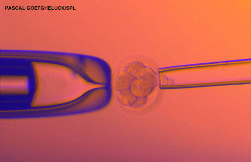 IVF embryo testing 