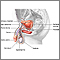 Male reproductive anatomy