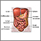 Abdominal organs