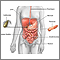 Digestive system