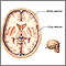 Gray and white matter of the brain