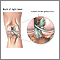 Posterior cruciate ligament of the knee