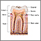 Tooth anatomy