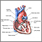 Heart, section through the middle