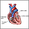 Heart valves