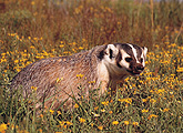 American badger-male (Meles meles) Zool. Park, Broomfield 