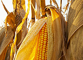 Close-up of corn 