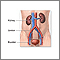 Kidney transplant - series