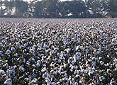 Field of cotton