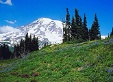 mountain and meadow scene