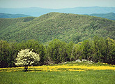 Shenandoah mountain landscape