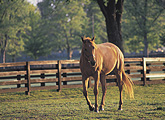 Thoroughbred horse farm: Lexington, KY