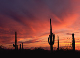 Arizona sunset over saguaro cacti