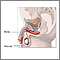 Male reproductive system